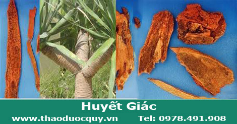 Huyết giác